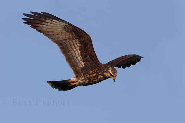 Snail Kite © Russ Chantler